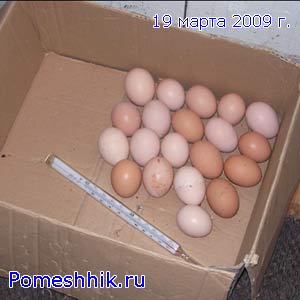 Хранили яйца в коробке острым концом вниз