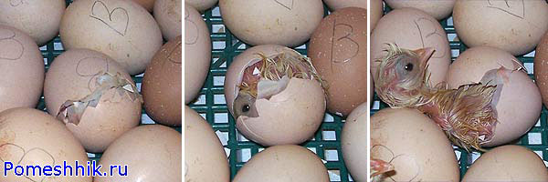 процесс вылупления цыпленка из яйца