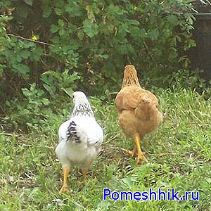 Из этих двух цыплят в последствии выросли две очень хорошенькие курочки-несушки