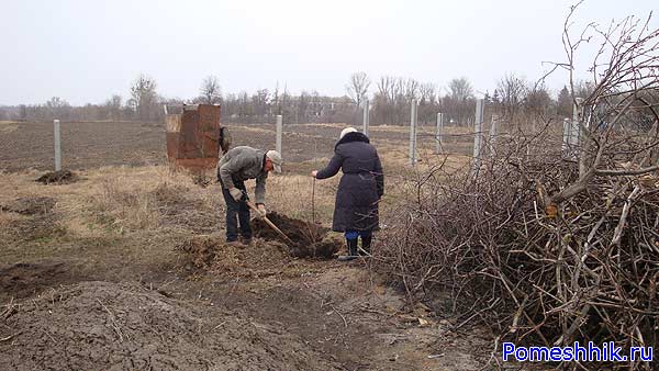 Мама и работник сажают деревья
