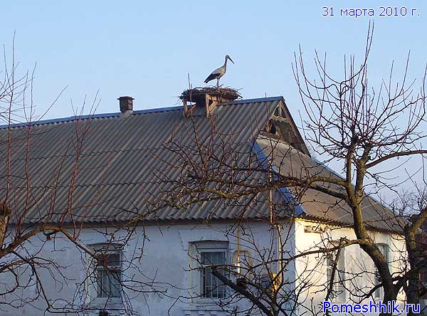 Аист на крыше дома