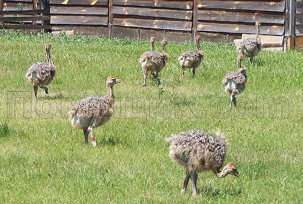 страусиная ферма киевская область синява