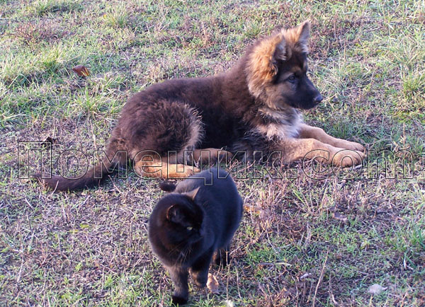 щенок немецкой овчарки и кот