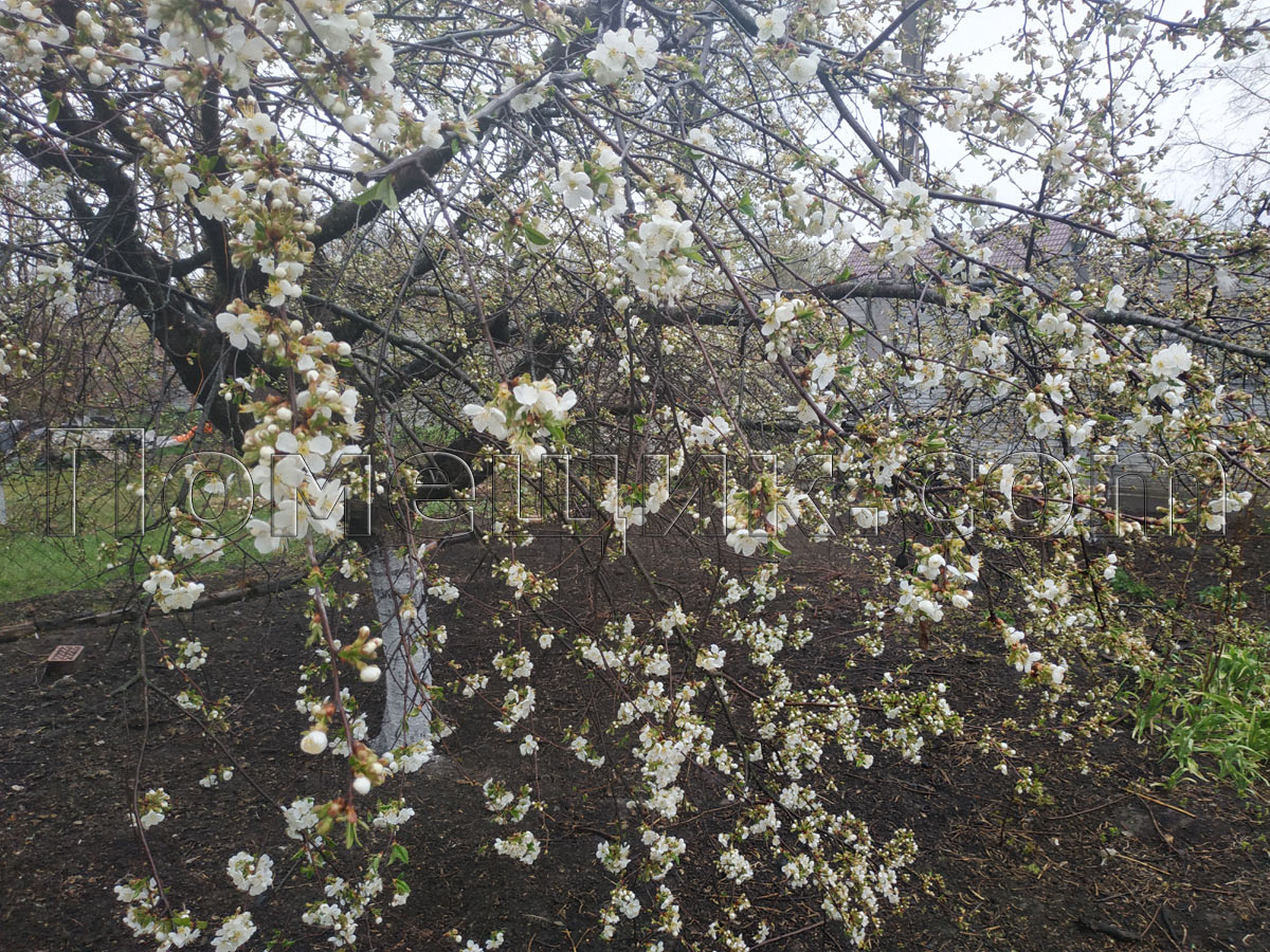 цветет вишня