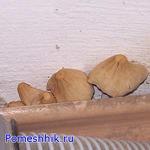 грибы в ванной комнате